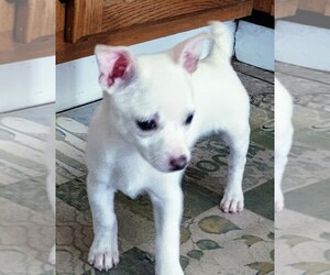 Chihuahua Puppy for sale in FREDERICKTOWN, OH, USA