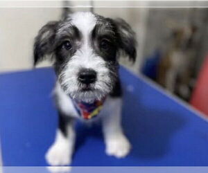 Maltese-Unknown Mix Dogs for adoption in Dana Point, CA, USA