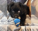 Small Photo #3 Miniature Australian Shepherd Puppy For Sale in HONOBIA, OK, USA