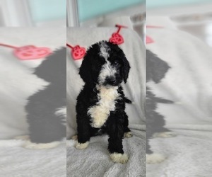Goldendoodle-Miniature Bernedoodle Mix Puppy for sale in HART, MI, USA