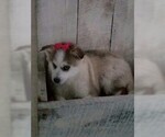 Small Photo #1 Pomsky Puppy For Sale in DUNDEE, OH, USA