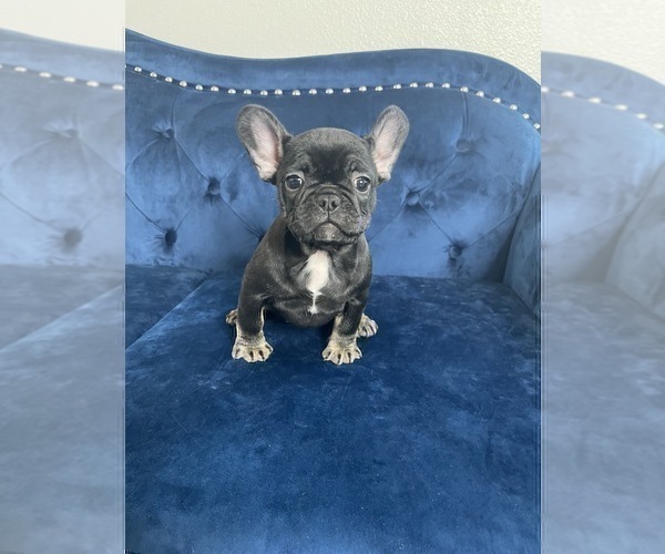 Medium Photo #36 French Bulldog Puppy For Sale in BEVERLY HILLS, CA, USA