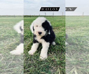 Old English Sheepdog Puppy for sale in SPRINGFIELD, IL, USA