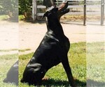 Small Photo #1 Doberman Pinscher Puppy For Sale in PORTLAND, OR, USA