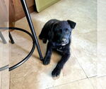 Small #2 Labrador Retriever Mix