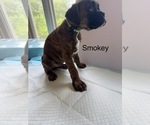 Small #3 Boxer