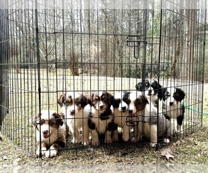 Yorkshire Terrier Litter for sale in LEXINGTON, GA, USA