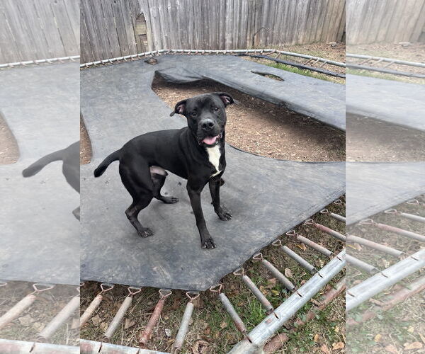 Medium Photo #1 Mutt Puppy For Sale in Jackson, MS, USA