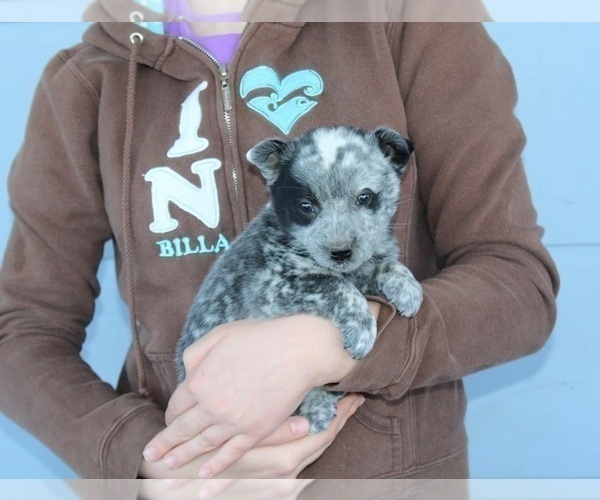 Medium Photo #4 Texas Heeler Puppy For Sale in CLARKRANGE, TN, USA