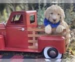 Small Photo #3 Labradoodle Puppy For Sale in LAKE PARK, GA, USA