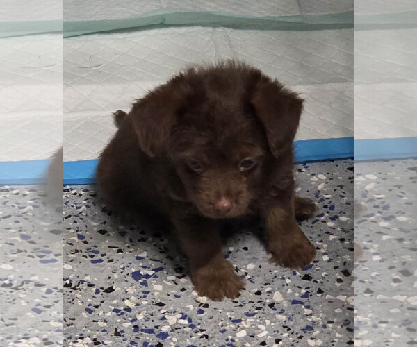 Medium Photo #2 Mutt Puppy For Sale in Spring, TX, USA