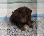 Small #1 Mutt