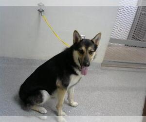 German Shepherd Dog Dogs for adoption in Pasadena, TX, USA