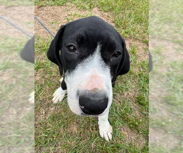 Medium Photo #3 Pointer-Unknown Mix Puppy For Sale in Tarrytown, GA, USA
