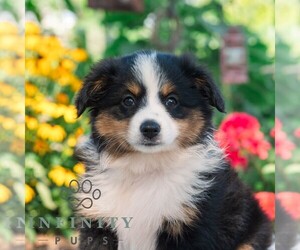 Miniature Australian Shepherd Puppy for sale in REBERSBURG, PA, USA