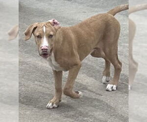 Lenox - Male Catahoula Leopard Dog Dog for Adoption - Photo #4