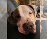 Small #26 American Pit Bull Terrier Mix