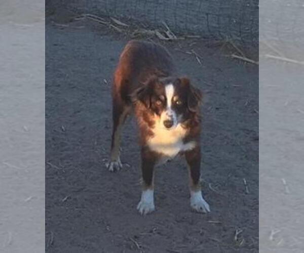 Medium Photo #2 Miniature Australian Shepherd Puppy For Sale in FORT MORGAN, CO, USA