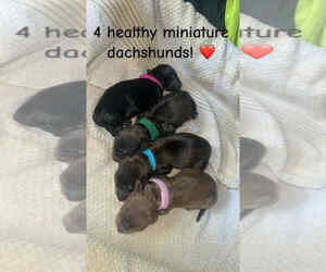 Dachshund Puppy for sale in WISCONSIN RAPIDS, WI, USA