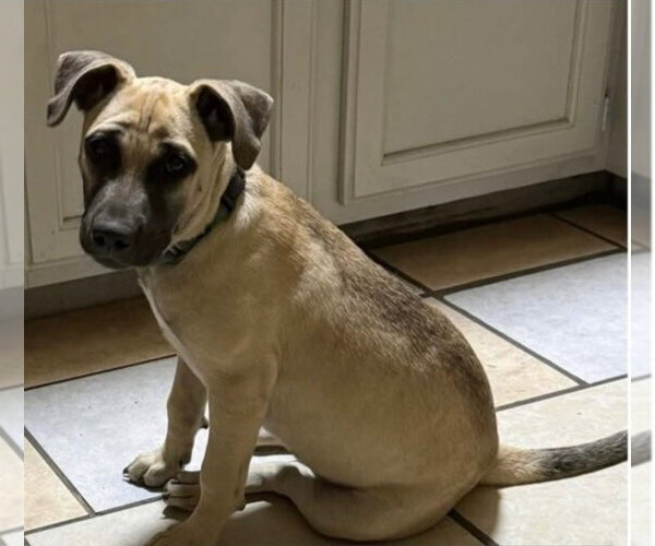 Medium Photo #4 Mutt Puppy For Sale in Canton, CT, USA
