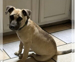 Maggie - Female Mutt Dog for Adoption - Photo #4