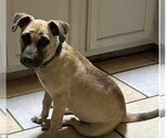 Small Photo #4 Mutt Puppy For Sale in Canton, CT, USA