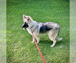 Small #1 German Shepherd Dog