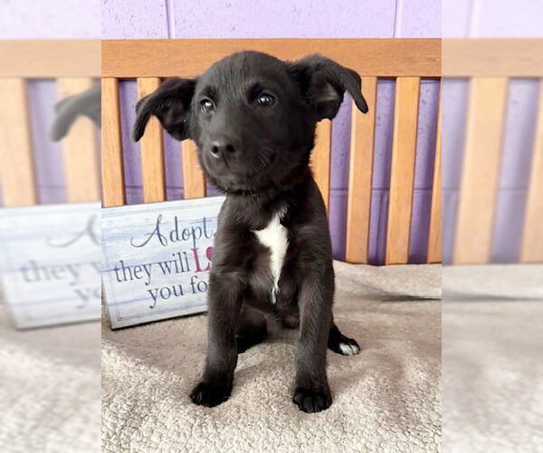 Medium Photo #2 Labrador Retriever-Unknown Mix Puppy For Sale in Genesee, WI, USA