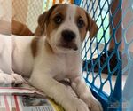 Small #3 Labrador Retriever Mix