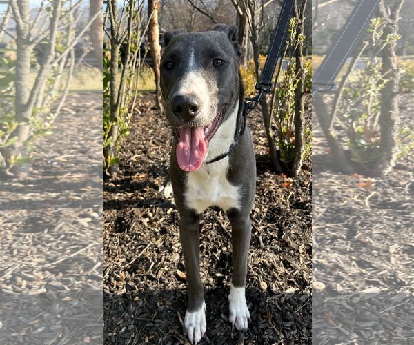 Medium Photo #18 American Pit Bull Terrier-Unknown Mix Puppy For Sale in Rockaway, NJ, USA