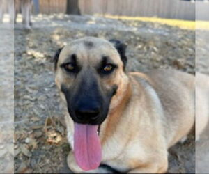 Mutt Dogs for adoption in Winston Salem, NC, USA