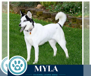 Myla 100326 - Female Siberian Husky Dog for Adoption - Photo #4