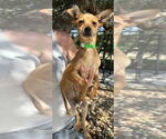 Small #3 Mutt