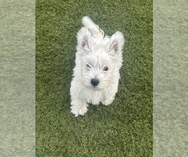 Medium Photo #2 West Highland White Terrier Puppy For Sale in PHOENIX, AZ, USA