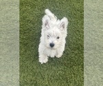 Small #1 West Highland White Terrier