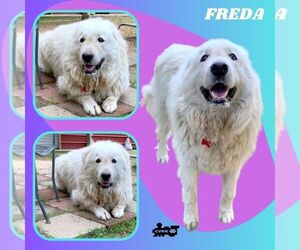 Great Pyrenees Dogs for adoption in Lindsay, CA, USA