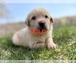 Small #7 Labrador Retriever
