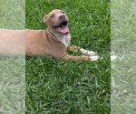 Small #1 Labrador Retriever Mix