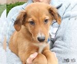 Small #4 Colonial Cocker Spaniel Mix