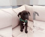 Small #1 Mutt