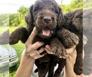Goldendoodle Puppy for sale in PADUCAH, KY, USA