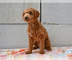 Small #1 Poodle (Miniature)