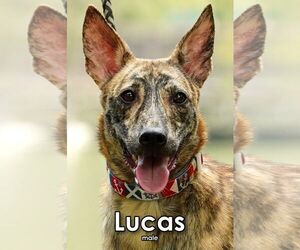 Mutt Dogs for adoption in Seattle, WA, USA