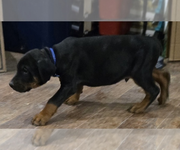 Medium Photo #17 Doberman Pinscher Puppy For Sale in BEGGS, OK, USA