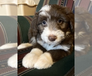 Miniature Australian Shepherd-Poodle (Standard) Mix Puppy for sale in ELKIN, NC, USA