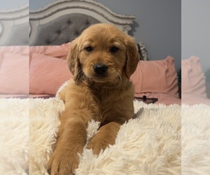 Medium Golden Retriever