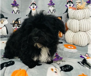 YorkiePoo Puppy for sale in CINCINNATI, OH, USA