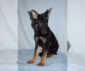 German Shepherd Dog Puppy for sale in PATERSON, NJ, USA