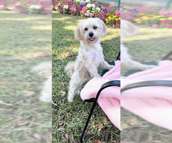 Medium Photo #4 Shih Tzu Puppy For Sale in Weston, FL, USA