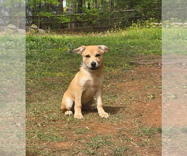 Medium Photo #1 Shepradors Puppy For Sale in Mooresville, NC, USA